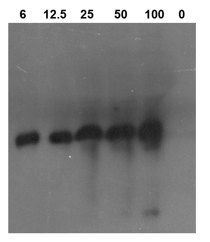 western blot detection using class I chitinase antibodies